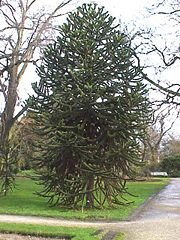 Monkey Puzzle tree (Araucaria Araucana)