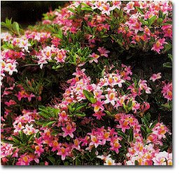 Lollipop Azalea Deciduous 2 gallon