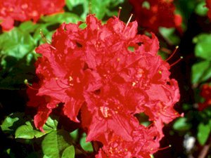Crimson Tide Azalea 2 gallon