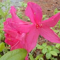 Frank abbott Azalea 2 gallon