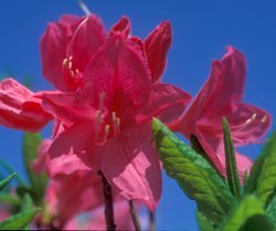 Jane Abbott Azalea 2 Gallon