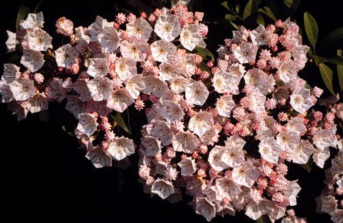 Baystate Mountain Laurel