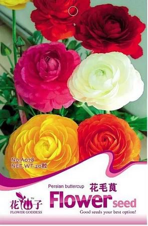 20 Seeds Ranunculus Seed Ranunculus Asiaticus Flowers Seeds