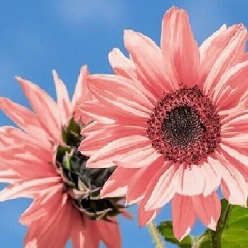 Light Pink Sunflowers Huge Planting Sunflower Garden Large Flowers