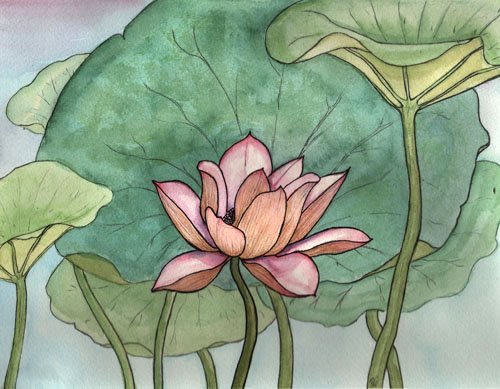Lotus