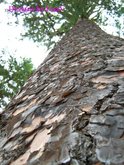 Ponderosa Pine Tree Photograph