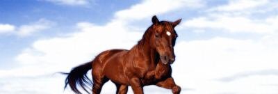 Brown Horse on Beach