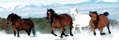 Horses running