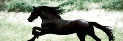 Black Stallion