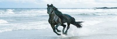 Black Horse on beach