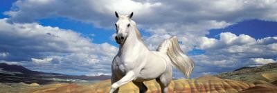 White Horse in field