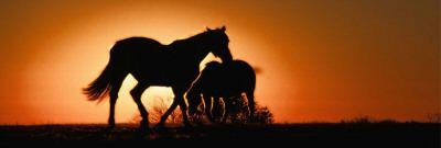 Horse in sunset