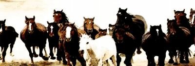 Horses running 2