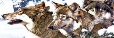 Three Wolves in snow