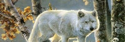 White Wolve Stands Alone