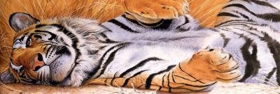 Perforated Tiger Sleeping Rear Window Graphic