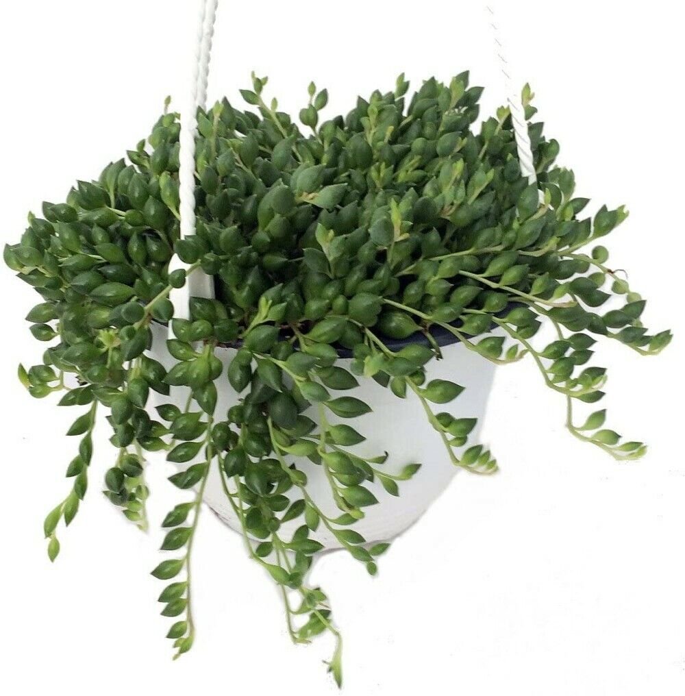 Senecio Radicans Live Plant String Of Bananas Succulent Pot Indoor