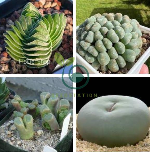 Ball Conophytum Vanzylii Cactus Bonsai Rare Succulent Plant 200 Seeds