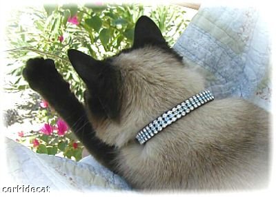 OSFA Black Diamond *Bling* Cat collar