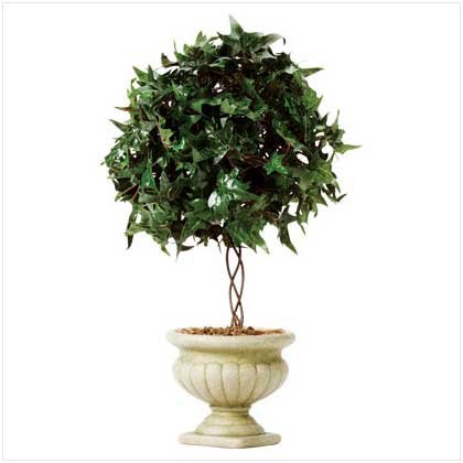 IVY TOPIARY