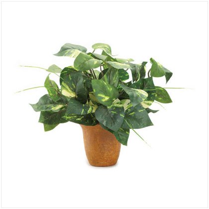 Potted Green Ivy