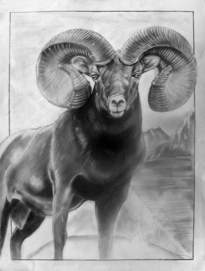 The Ram (5"x7"/8"x10")