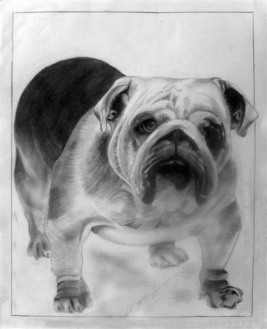 The Bulldog (5"x7"/8"x10")
