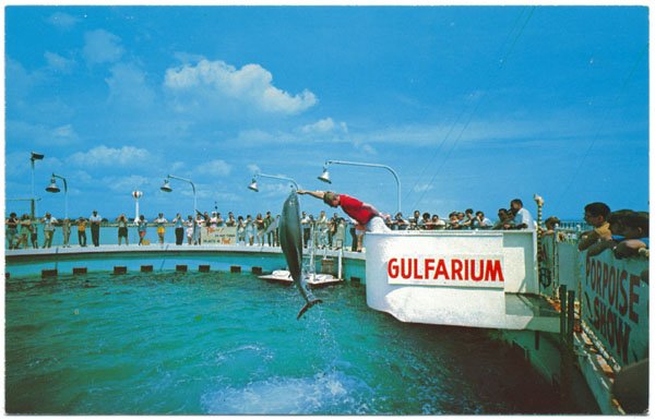Performing Porpoises, Gulfarium, Ft. Walton Beach, FL