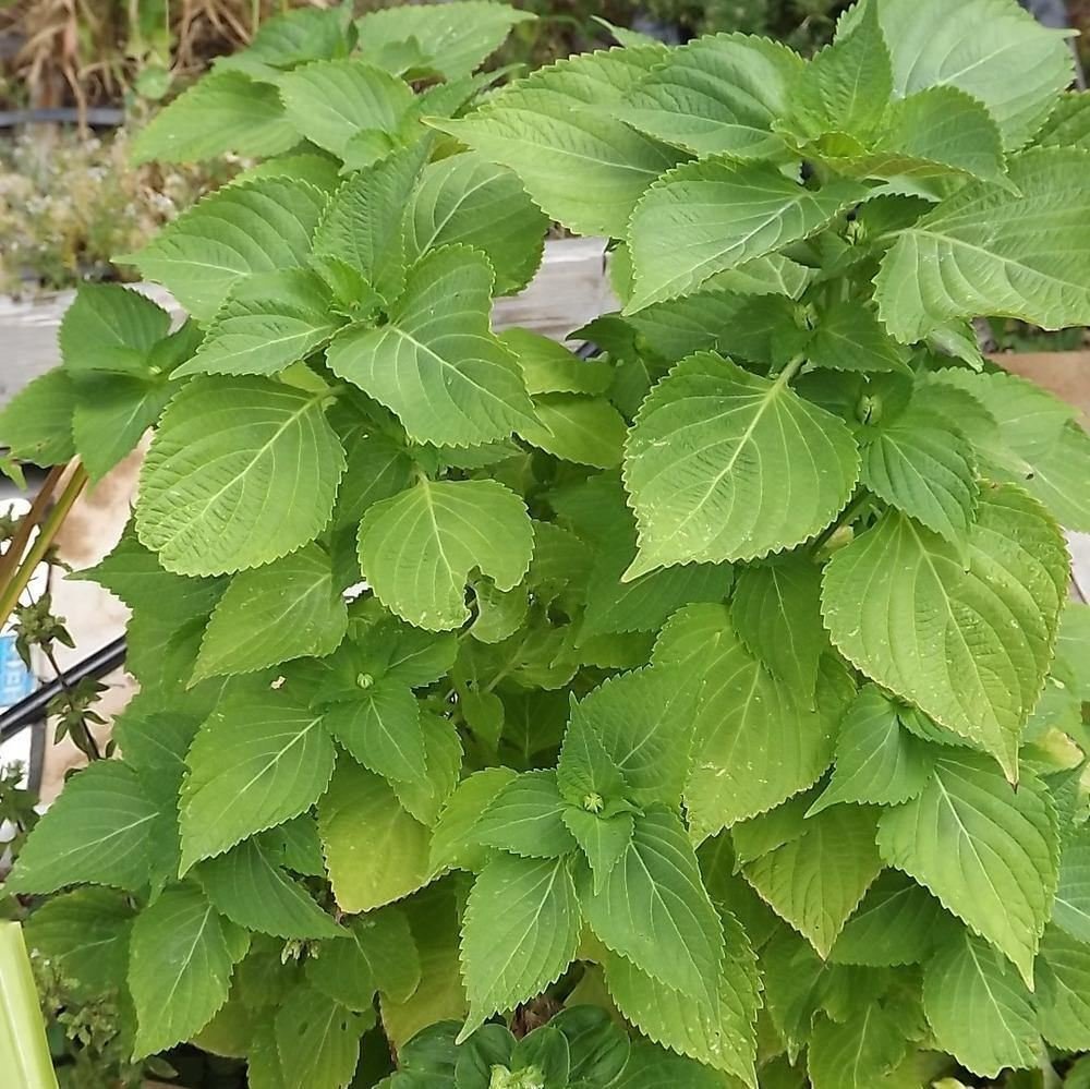 SHISO Korean Green Perilla Seeds