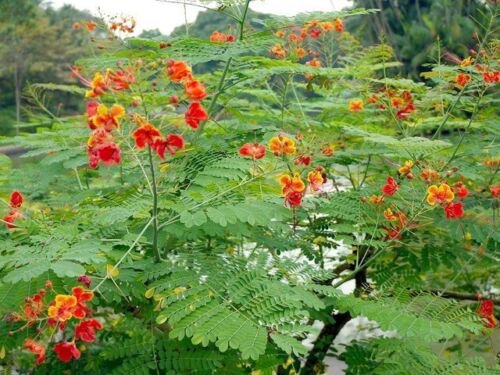 Peacock Flower Seeds Caesalpinia Pulcherrima Seeds Lvgg