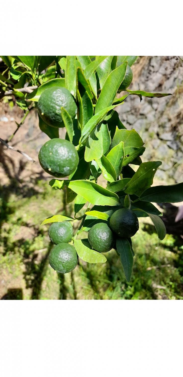 500X Citrus Seeds Aurantifolia Key Lime Fruit Seeds Plant For Your Home