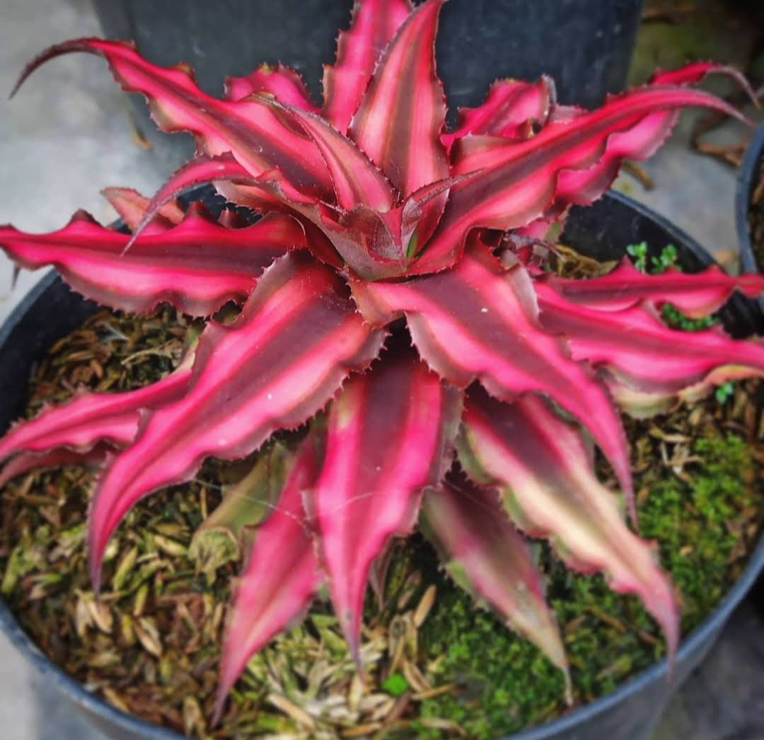 Cryptanthus Earth Star Rare Plant Flower Live Plant For Your Home Garden