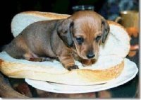 Hot Dog