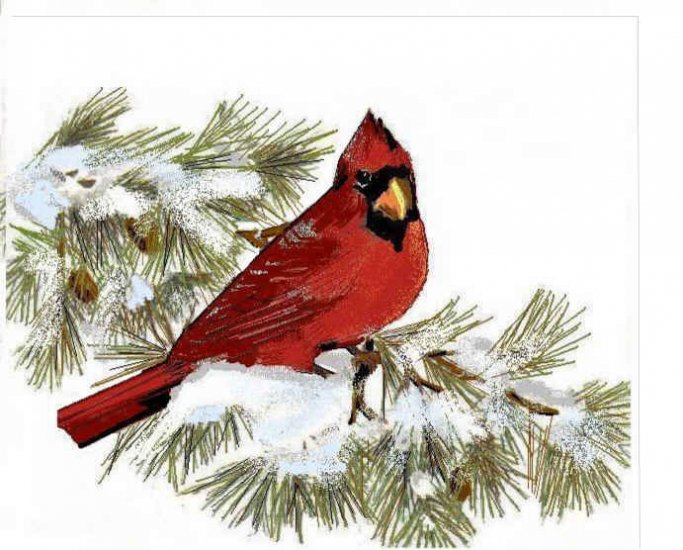 Red Cardinal on Pine Bough Greeting Card