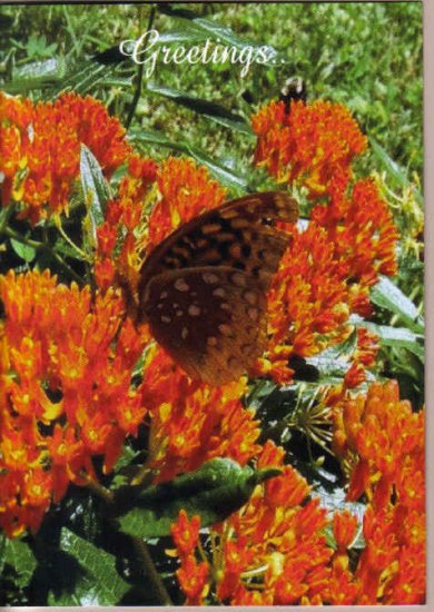 Beautiful Butterfly Weed Greeting Card