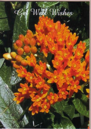 Beautiful Butterfly Weed Get Well Wishes Greeting Card