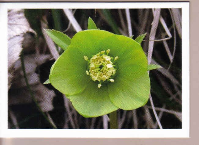 Unique Green Flower Thinking-of-you Card