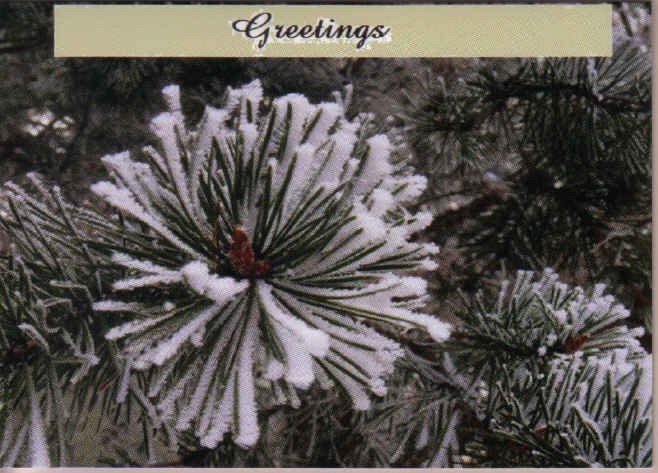 Pine and Snow Greeting Card