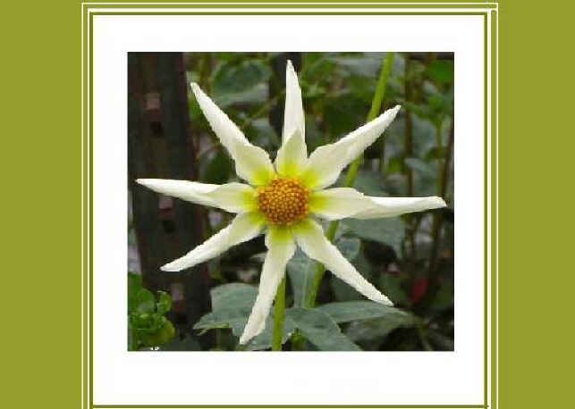 Unique Stary Flower Thinking-of-You Greeting Card