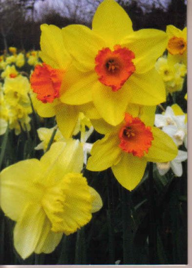 Beautiful Daffodil Greeting Card