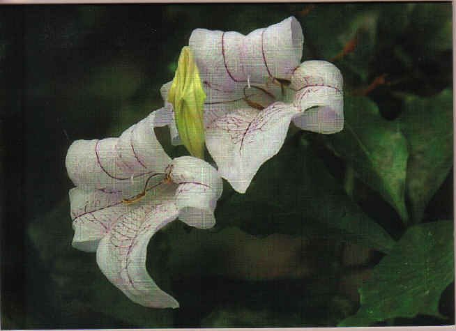 Lovely White Lily Greeting Card