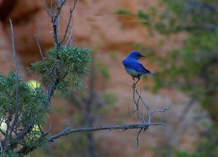 Bluebird on a Limb Greeting Card