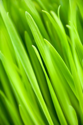 Wheatgrass Wheat Grass ORGANIC Raw Superfood 1 LB