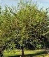 RED MULBERRY TREE SEEDS, ORGANIC SEED, FRUIT ATTRACTS BIRDS, + BONUS REPORT + SEED GROWING HELP