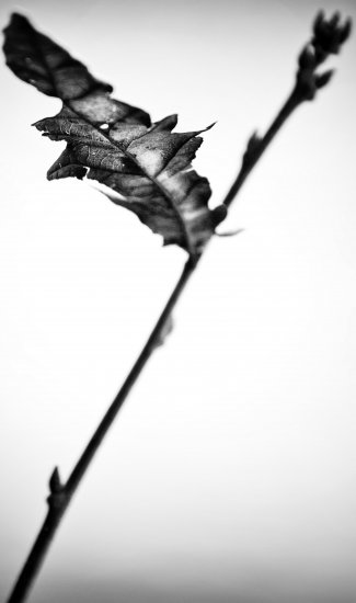the leaf (20x30cm)