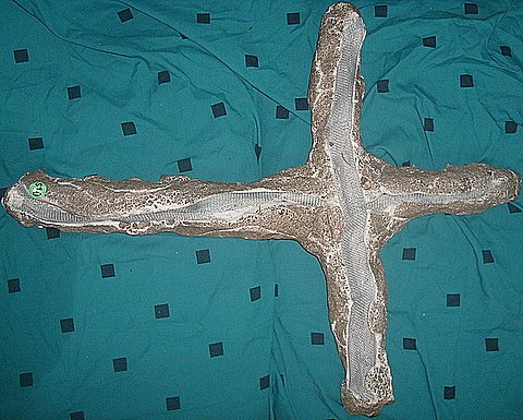 plaster cross