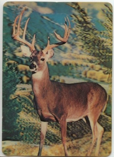 Vintage 3 D Collector Series Big Buck Postcard Post card Visual Panographics INC