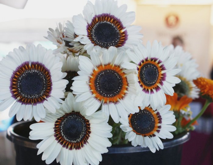 African Zulu Prince Daisy Venidium - 50 Seeds