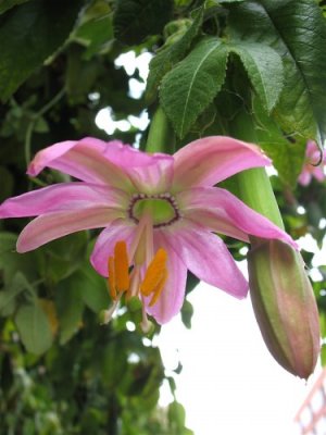 Banana Passion Flower