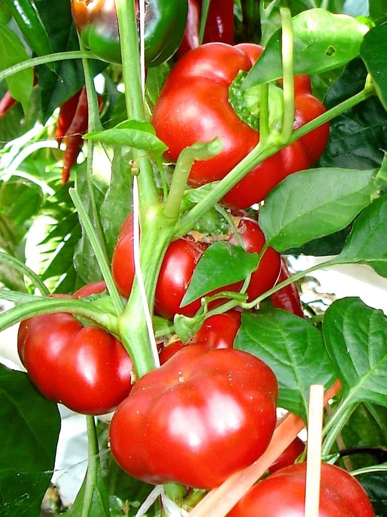 Heirloom Sheep Nose Pimento Sweet Pepper Capsicum annuum